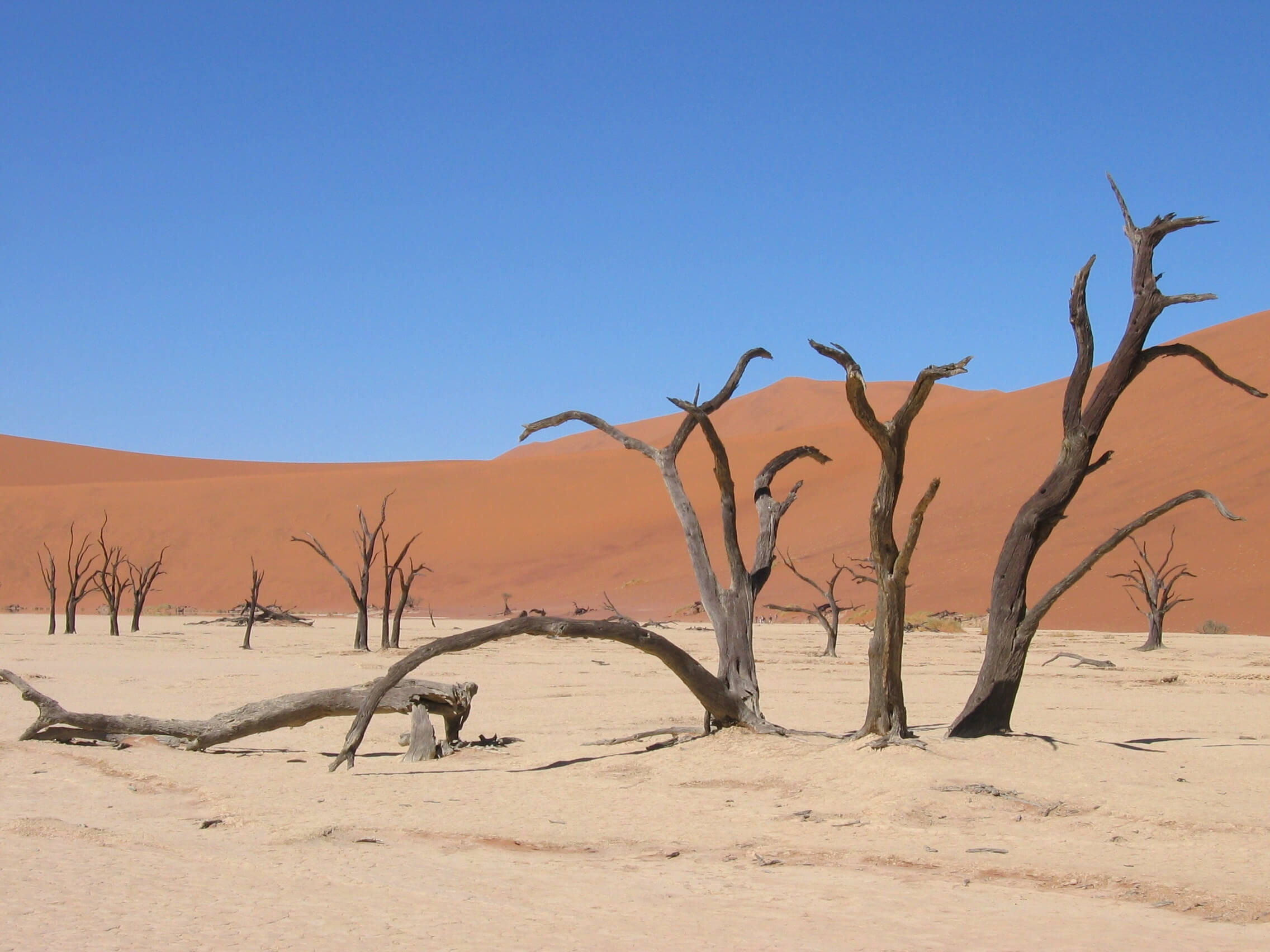 Фото: Wikimedia Commons, Harald Süpfle
